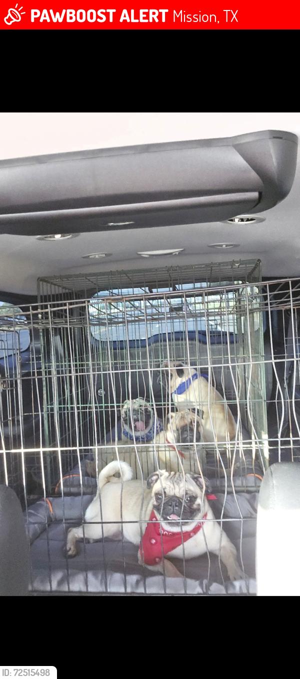 Lost Male Dog last seen Near Davila Avenue Mission Texas 78574, Mission, TX 78572