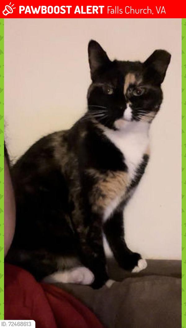 Lost Female Cat last seen Thomas Jefferson library , Falls Church, VA 22042