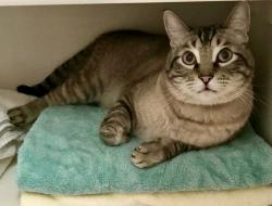 Lost Male Cat last seen Hacienda Corazon in Cabezon by Linear Park, Rio Rancho, NM 87124