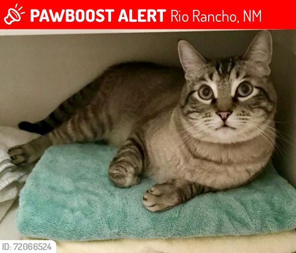 Lost Male Cat last seen Hacienda Corazon in Cabezon by Linear Park, Rio Rancho, NM 87124