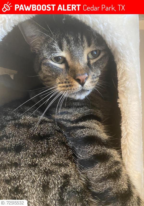 Lost Male Cat last seen Juniper Hills near Frontier Lane (Brushy Creek, Cedar Park), Cedar Park, TX 78613