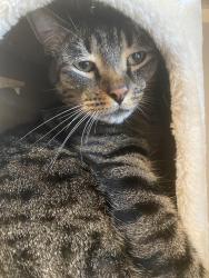 Lost Male Cat last seen Juniper Hills near Frontier Lane (Brushy Creek, Cedar Park), Cedar Park, TX 78613