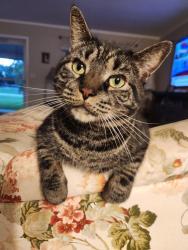 Lost Male Cat last seen Seminole Blvd and 113th St, Seminole, FL 33772