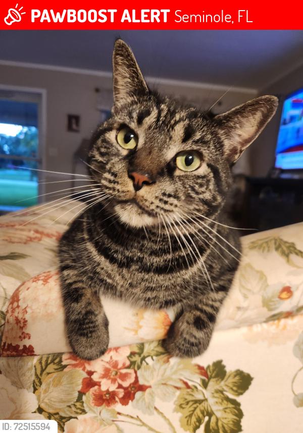 Lost Male Cat last seen Seminole Blvd and 113th St, Seminole, FL 33772