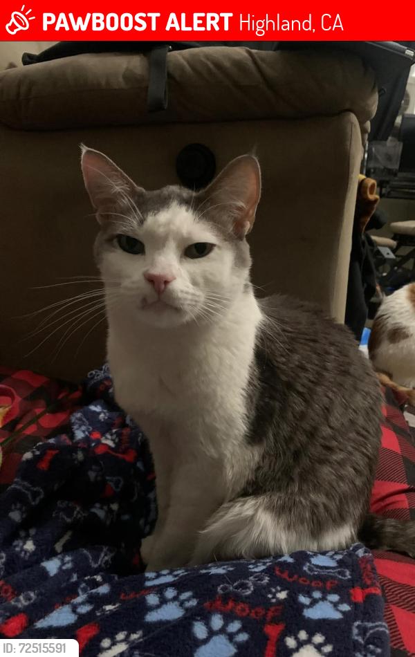 Lost Male Cat last seen Greenspot/Boulder, Highland, CA 92346