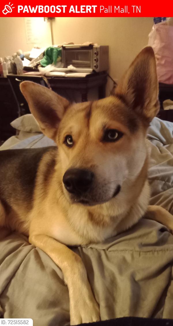 Lost Male Dog last seen Between 3411 and 3419 N. York Hwy. Pall Mall, TN 38577 , Pall Mall, TN 38577