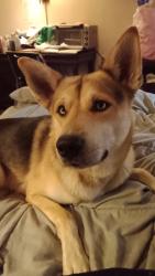 Lost Male Dog last seen Between 3411 and 3419 N. York Hwy. Pall Mall, TN 38577 , Pall Mall, TN 38577