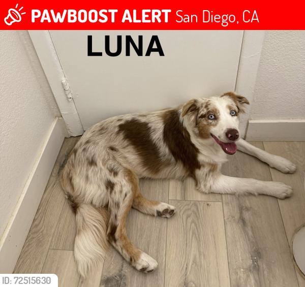 Lost Female Dog last seen Jamacha Rd, San Diego, CA 92114
