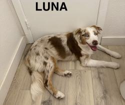 Lost Female Dog last seen Jamacha Rd, San Diego, CA 92114