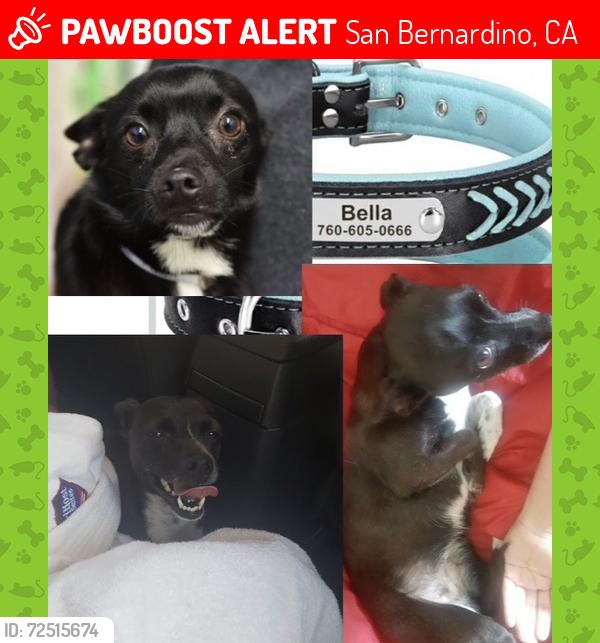 Lost Female Dog last seen W Rialto Avenue, San Bernardino, CA 92410
