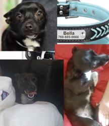 Lost Female Dog last seen W Rialto Avenue, San Bernardino, CA 92410