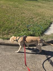 Lost Female Dog last seen Near Creekstone Village Drive, Sugarland, Tx, Sugar Land, TX 77479