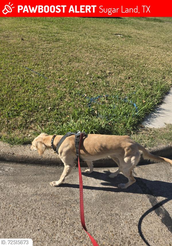 Lost Female Dog last seen Near Creekstone Village Drive, Sugarland, Tx, Sugar Land, TX 77479