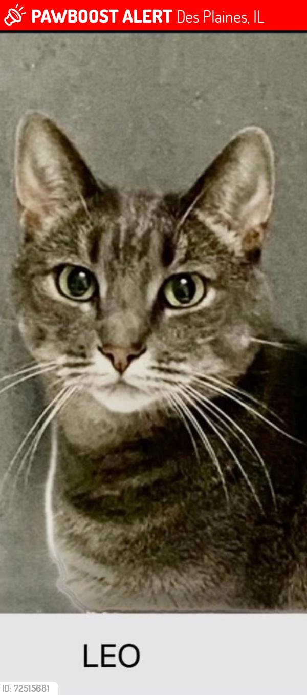 Lost Male Cat last seen Forest and second. Near beacon tap, Des Plaines, IL 60018