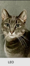 Lost Male Cat last seen Forest and second. Near beacon tap, Des Plaines, IL 60018