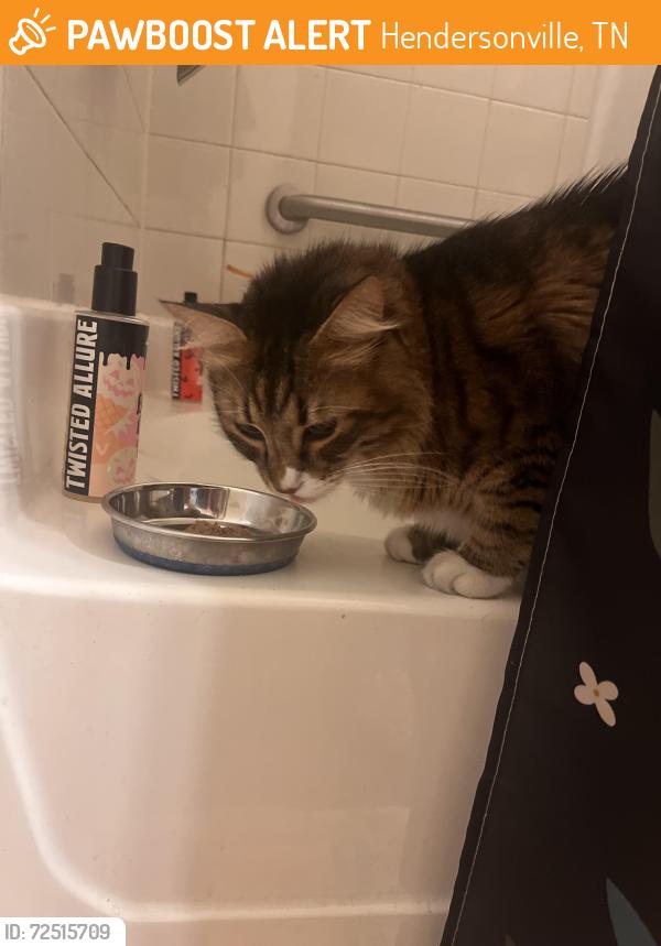 Found/Stray Unknown Cat last seen Building 1 at Grove at Waterford Crossing, Hendersonville, TN 37075