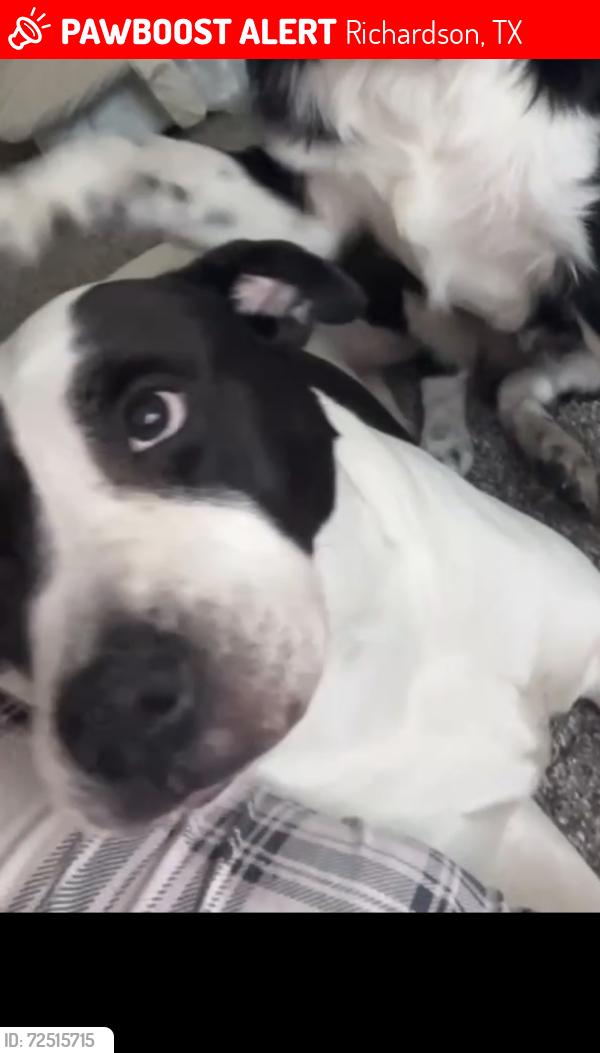 Lost Female Dog last seen Saint Paul Dr, Richardson, TX 75080