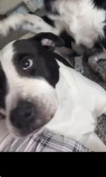 Lost Female Dog last seen Saint Paul Dr, Richardson, TX 75080