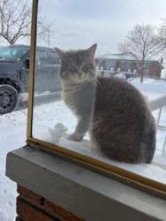 Found/Stray Unknown Cat last seen Jane/Finch, Toronto, ON M3N 1K6