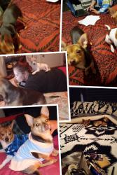 Lost Female Dog last seen Knickerbocker , Knickerbocker, TX 76904