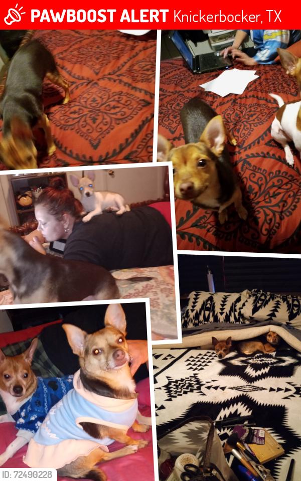 Lost Female Dog last seen Knickerbocker , Knickerbocker, TX 76904