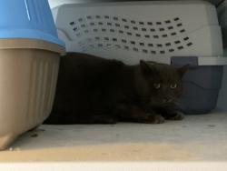 Found/Stray Unknown Cat last seen Irish Cape Rd Napanoch NY, Napanoch, NY 12428