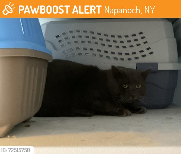 Found/Stray Unknown Cat last seen Irish Cape Rd Napanoch NY, Napanoch, NY 12428