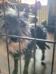 Reunited Female Dog last seen Crown Valley and Banson,  Acton, Acton, CA 93510
