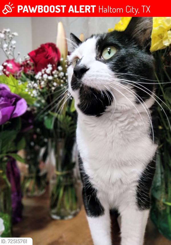Lost Male Cat last seen Coventry Park Dr and Denton Hwy, Haltom City, TX 76117, Haltom City, TX 76117