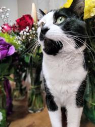 Lost Male Cat last seen Coventry Park Dr and Denton Hwy, Haltom City, TX 76117, Haltom City, TX 76117