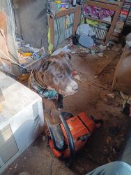Found/Stray Male Dog last seen Gas station se corner, Kansas City, MO 64127