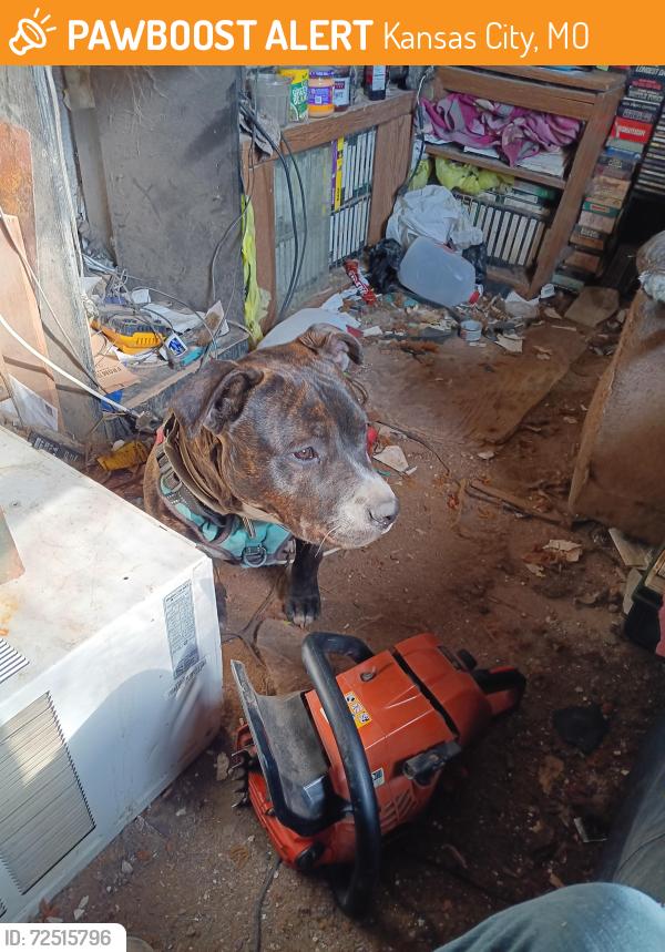 Found/Stray Male Dog last seen Gas station se corner, Kansas City, MO 64127