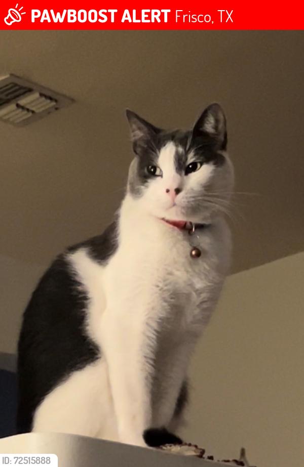 Lost Male Cat last seen Stone Falls & Sonoma Valley Dr, Frisco, TX 75035
