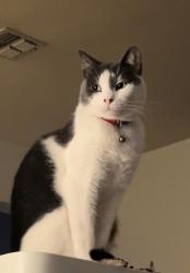Lost Male Cat last seen Stone Falls & Sonoma Valley Dr, Frisco, TX 75035
