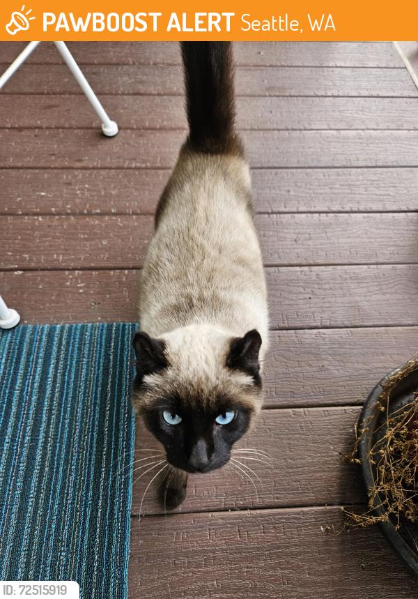 Wa Rav Cat Seattle, WA Stray Male Cat Found Near Willow and Flora, Seattle | PawBoost