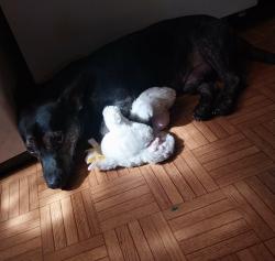 Lost Male Dog last seen Stop 6, Fort Worth, TX 76105