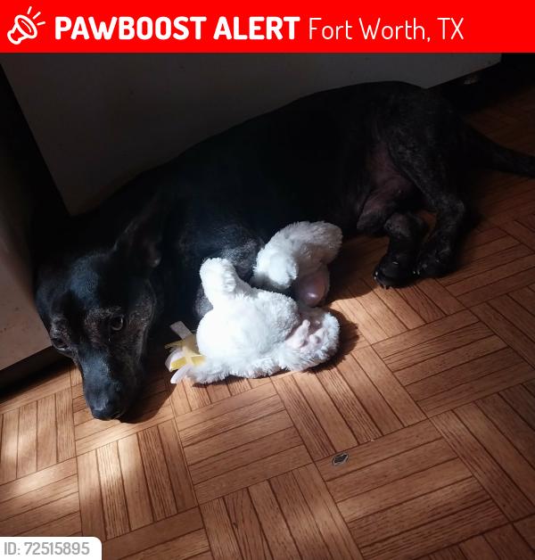 Lost Male Dog last seen Stop 6, Fort Worth, TX 76105