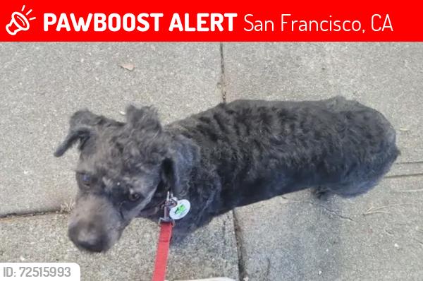 Lost Male Dog last seen Bonview St , San Francisco, CA 94110