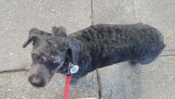 Lost Male Dog last seen Bonview St , San Francisco, CA 94110