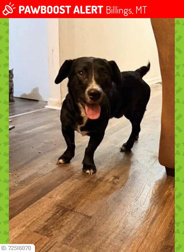Lost Male Dog last seen Intermountain health, Billings, MT 59101