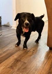 Lost Male Dog last seen Intermountain health, Billings, MT 59101