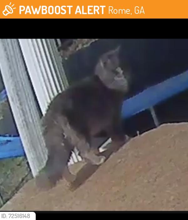 Found/Stray Unknown Cat last seen Area around Walker mountain , Rome, GA 30161