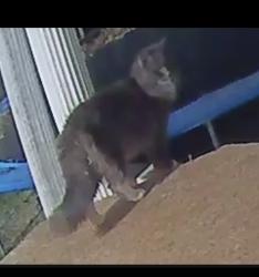 Found/Stray Unknown Cat last seen Area around Walker mountain , Rome, GA 30161