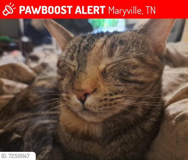 Lost Female Cat last seen Near domino's on e broadway in maryville tn, Maryville, TN 37804