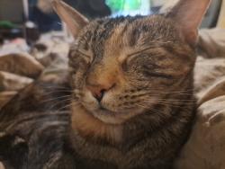 Lost Female Cat last seen Near domino's on e broadway in maryville tn, Maryville, TN 37804