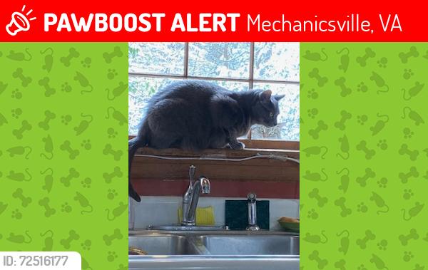 Lost Male Cat last seen Russet Lane and Stywalt Lane, Mechanicsville, VA, Mechanicsville, VA 23116