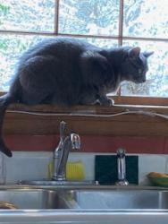 Lost Male Cat last seen Russet Lane and Stywalt Lane, Mechanicsville, VA, Mechanicsville, VA 23116