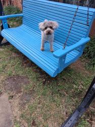 Lost Male Dog last seen Rufe Snow / Briley /Redondo, North Richland Hills, TX 76180