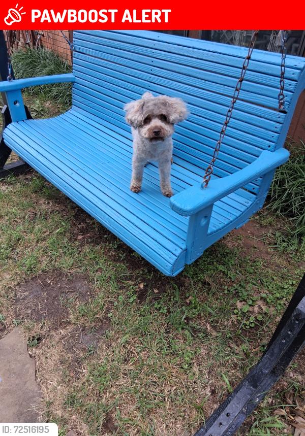 Lost Male Dog last seen Rufe Snow / Briley /Redondo, North Richland Hills, TX 76180