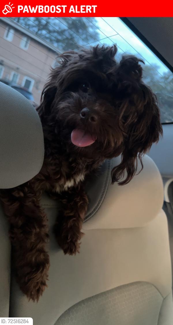 Lost Female Dog last seen Northfield rd Clarkwood parkway , Warrensville Heights, OH 44128